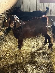 bouc billy goat