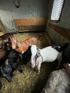 bouc billy goat - Photo 2