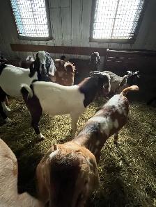 bouc billy goat - Photo 3