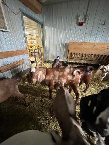 bouc billy goat - Photo 4
