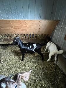 bouc billy goat - Photo 5