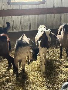 bouc billy goat - Photo 6