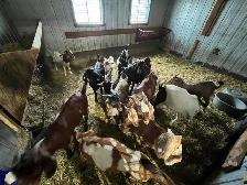 bouc billy goat - Photo 7