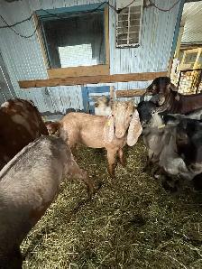 bouc billy goat - Photo 8
