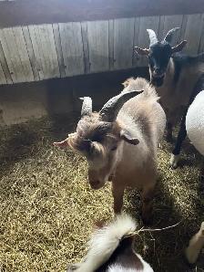 bouc nigerien - Photo 2
