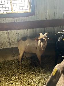 bouc nigerien - Photo 4
