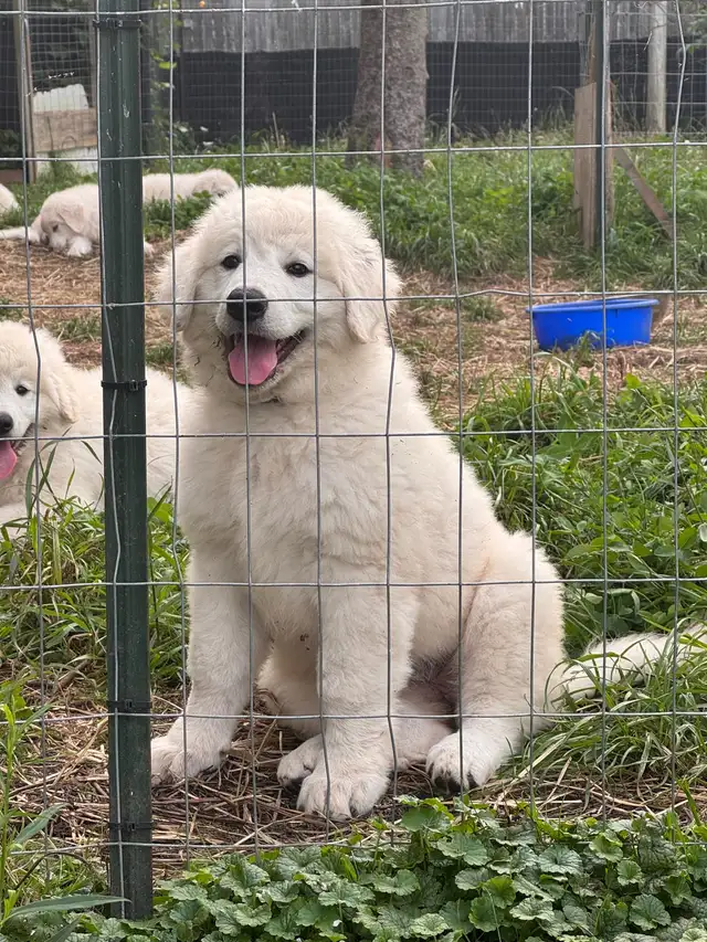 Kuvasz Livestock Guardian Pups