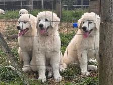 Kuvasz Livestock Guardian Pups - Photo 2
