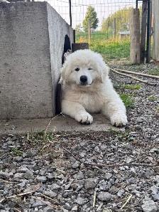 Kuvasz Livestock Guardian Pups - Photo 3
