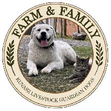 Kuvasz Livestock Guardian Pups - Photo 5