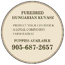 Kuvasz Livestock Guardian Pups - Photo 6