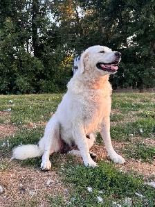 Kuvasz Livestock Guardian Pups - Photo 7