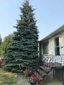 Handyman’s special - Photo 3