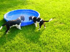 Cavalier King Charles Tricolor Purebred Puppies