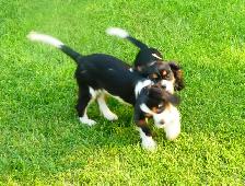 Cavalier King Charles Tricolor Purebred Puppies - Photo 2