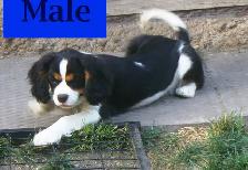 Cavalier King Charles Tricolor Purebred Puppies - Photo 3