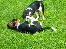 Cavalier King Charles Tricolor Purebred Puppies - Photo 6