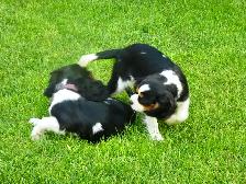 Cavalier King Charles Tricolor Purebred Puppies - Photo 7