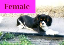 Cavalier King Charles Tricolor Purebred Puppies - Photo 8