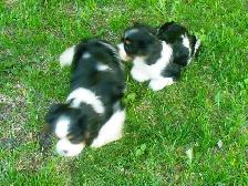 Cavalier King Charles Tricolor Purebred Puppies - Photo 9