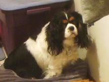 Cavalier King Charles Tricolor Purebred Puppies - Photo 10