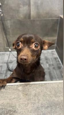 female adult chihuahua