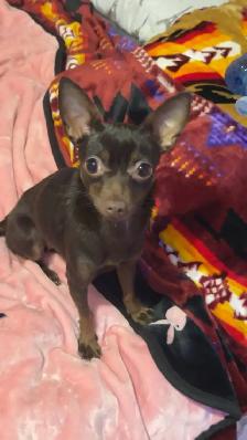female adult chihuahua - Photo 2