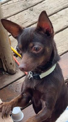 female adult chihuahua - Photo 3