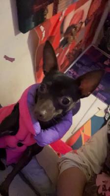 female adult chihuahua - Photo 4