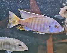 Sale this week only on all fish - Photo 2