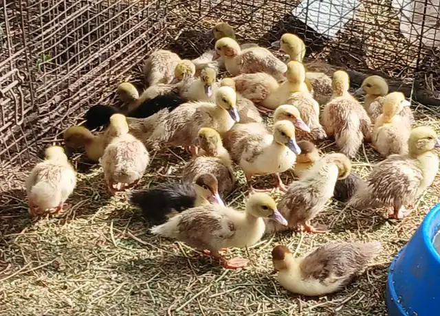 Ducklings for Sale