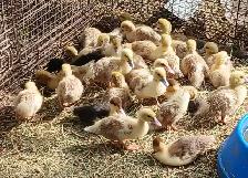 Ducklings for Sale
