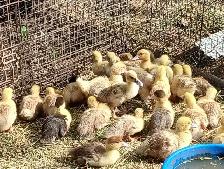 Ducklings for Sale - Photo 2