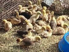Ducklings for Sale - Photo 3