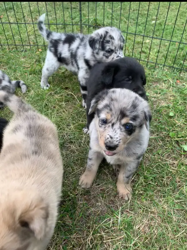 Border Heeler and Lab babies