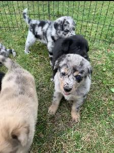 Border Heeler and Lab babies