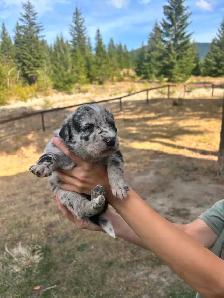 Border Heeler and Lab babies - Photo 2