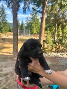Border Heeler and Lab babies - Photo 3