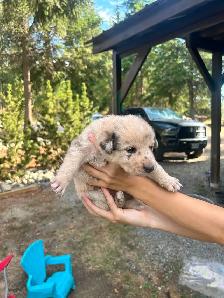 Border Heeler and Lab babies - Photo 4