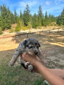 Border Heeler and Lab babies - Photo 5