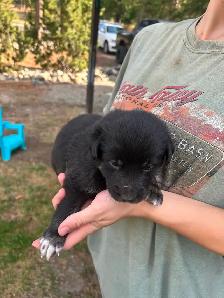 Border Heeler and Lab babies - Photo 6