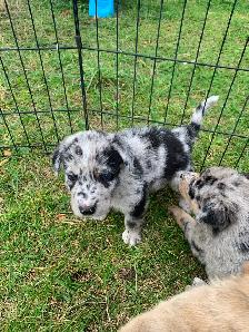 Border Heeler and Lab babies - Photo 7