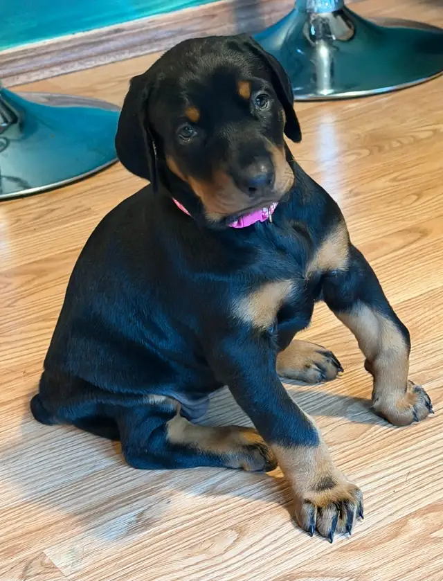 2 Beautiful Female Doberman Puppies