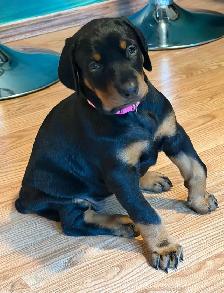 2 Beautiful Female Doberman Puppies