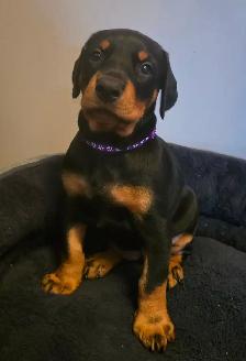 2 Beautiful Female Doberman Puppies - Photo 2