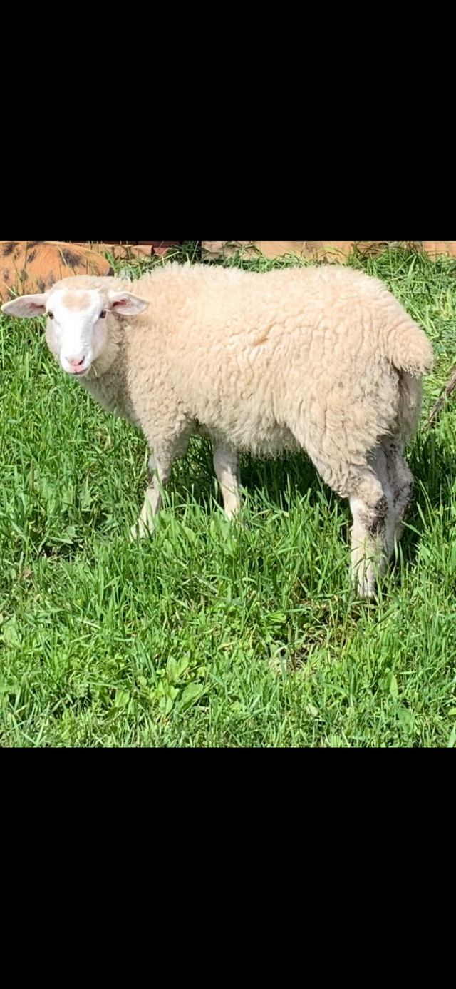 ILE De France Ewe Lamb