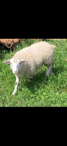 ILE De France Ewe Lamb - Photo 2