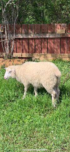 ILE De France Ewe Lamb - Photo 3