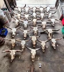 Longhorn Cattle Skull F - Western Decor - $600