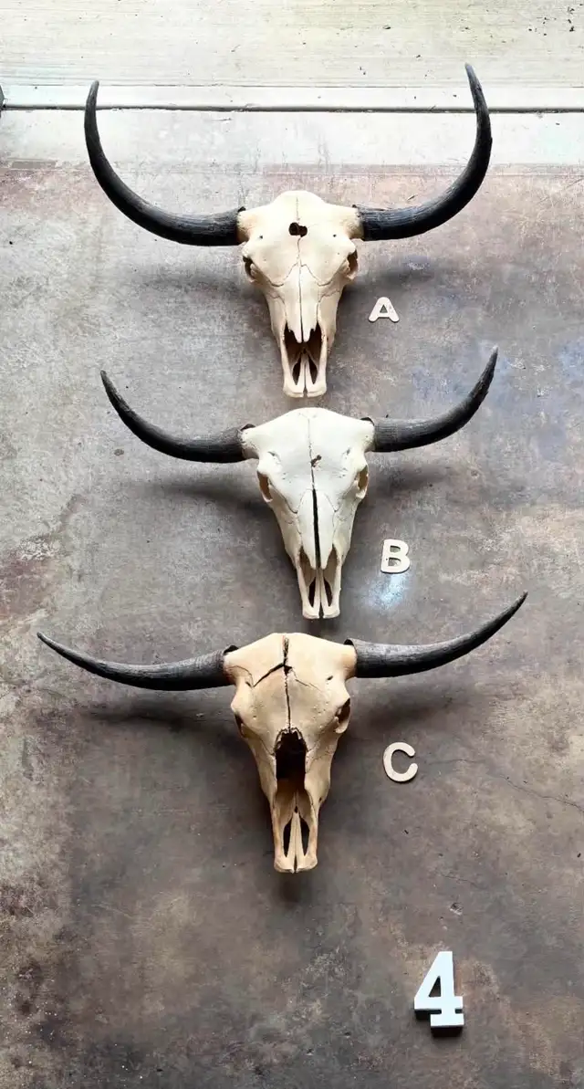 Yak Skull A - Curved Horns - Western Decor - $900